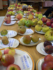 Table covered in different local varieties of apple
