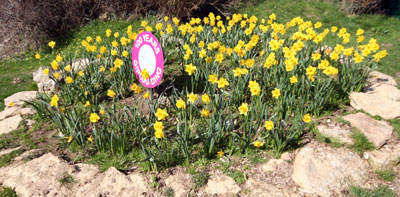 Cott Road flower bed with daffodils