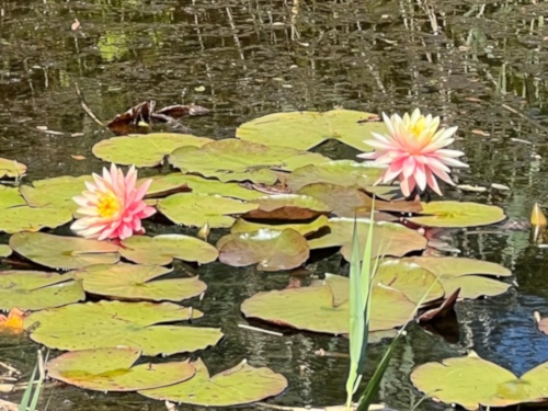 Special Charity Events at The Lost Lakes of Lanjeth