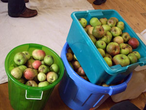 Apples waiting to be pressed