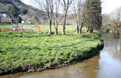 Daffodils on the playing field