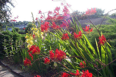 Montbretia in station garden