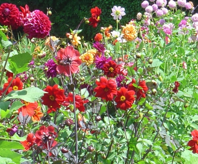 Dahlias at Hidden Valley Gardens open day